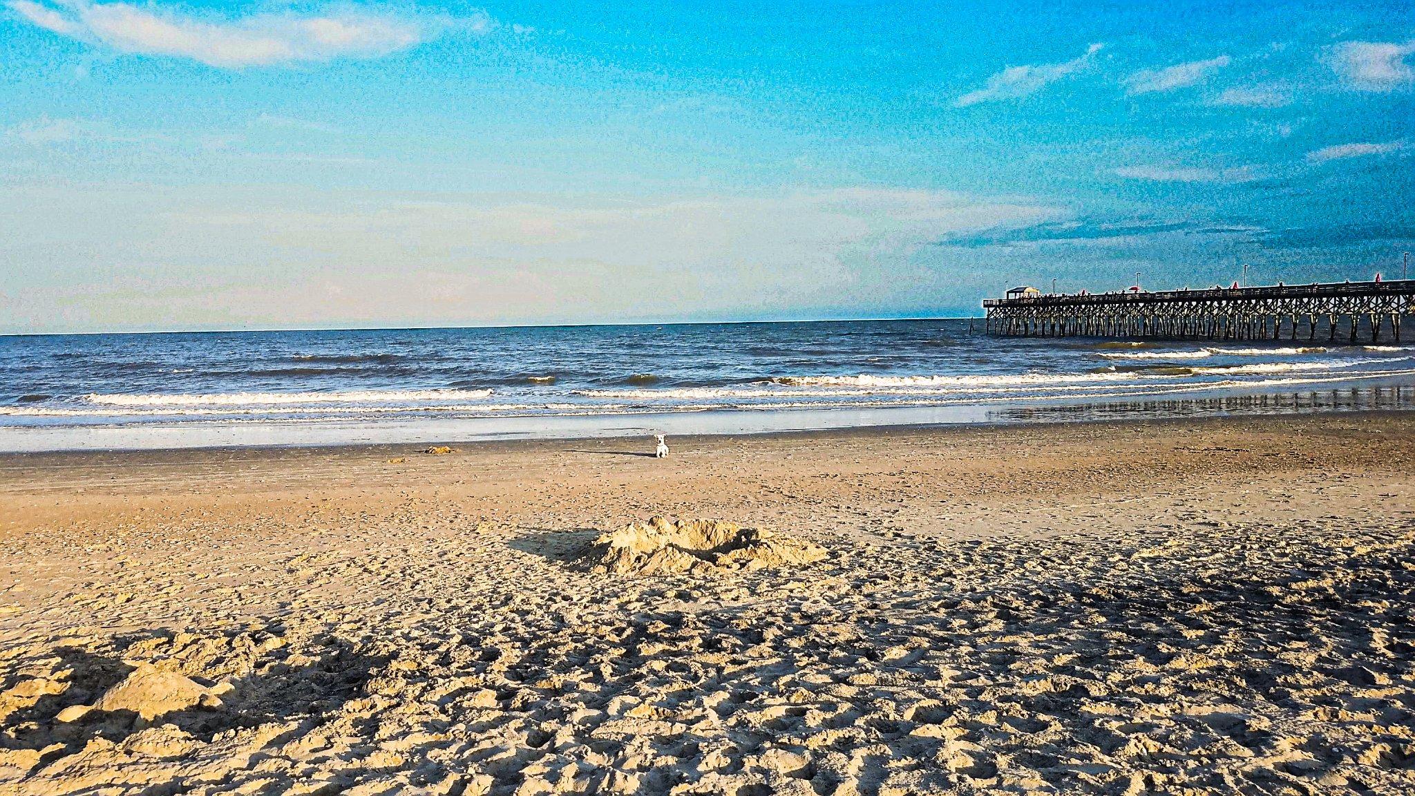Dog on the beach