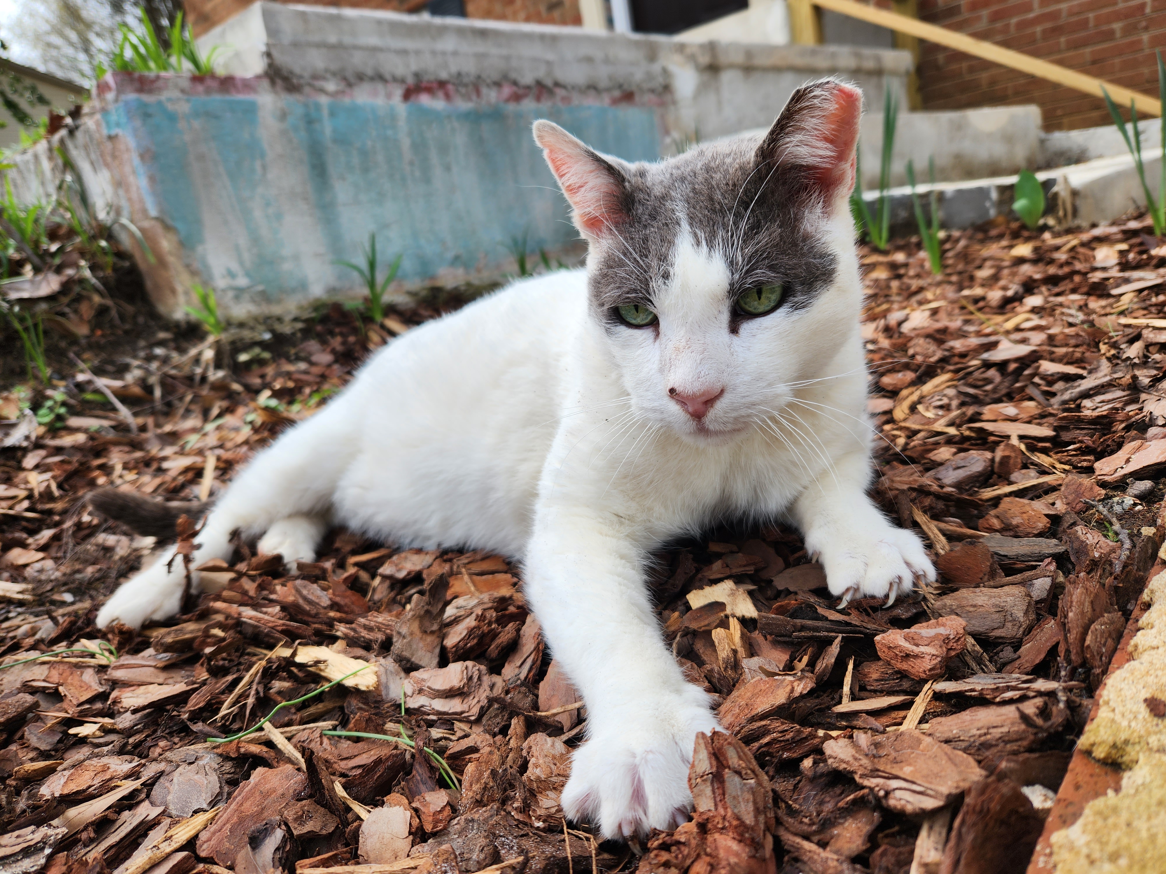 Community cat