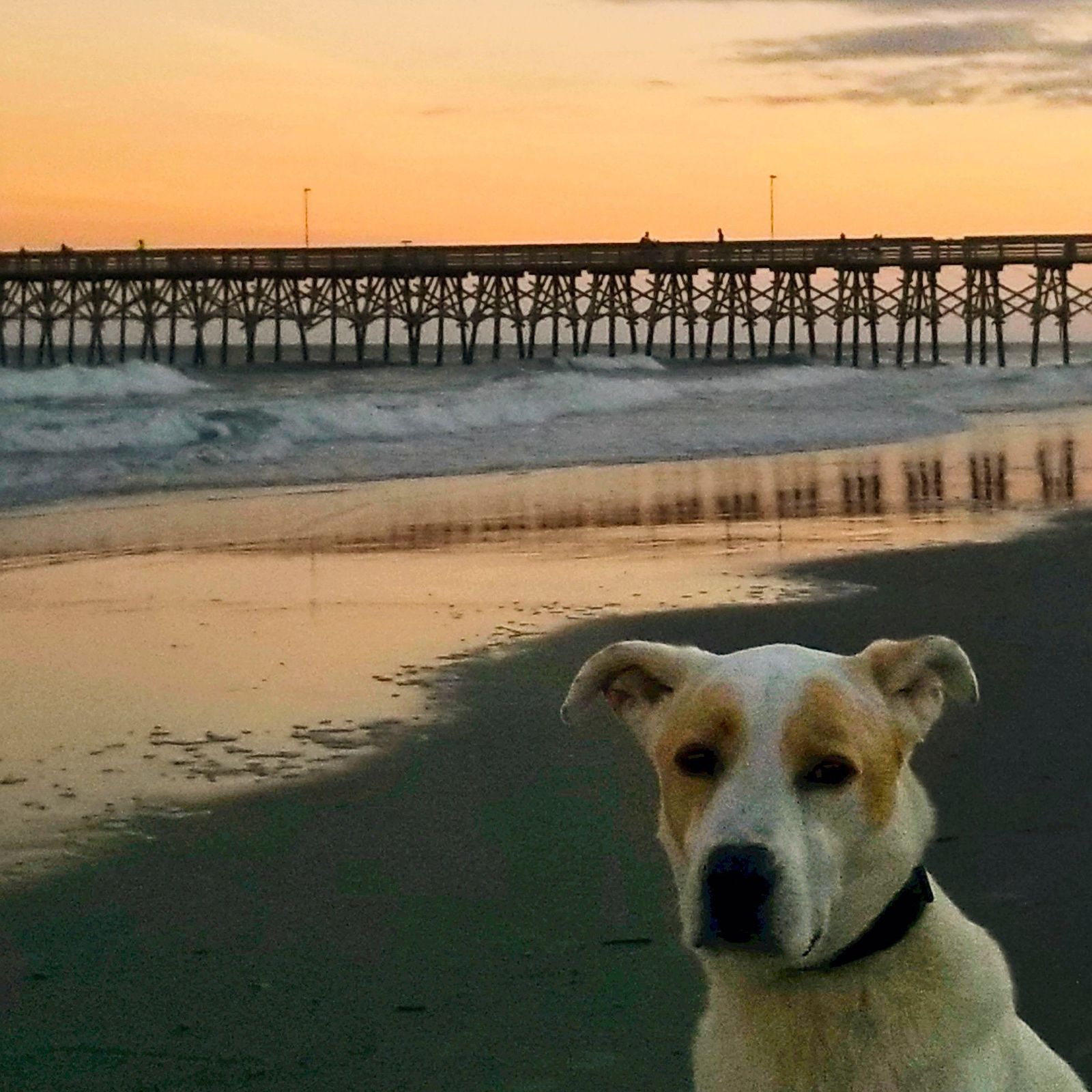 Dog on the beach near a pier at sunset
