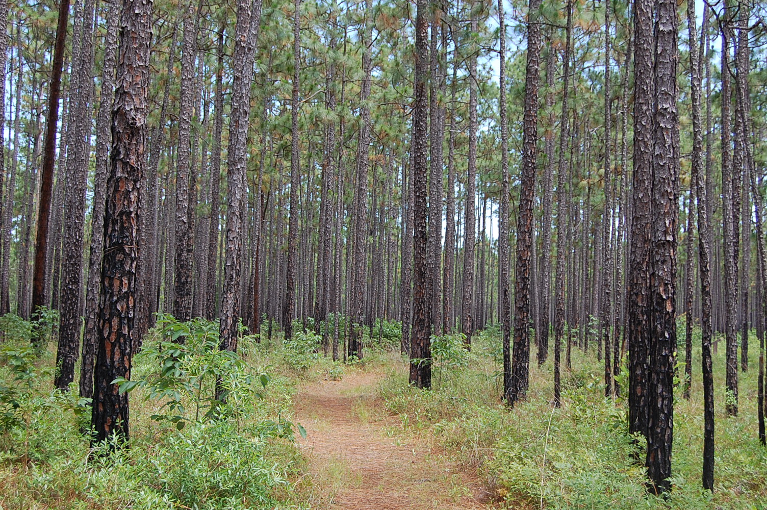 Tall longleaf pines in the Francis Marion National Forest