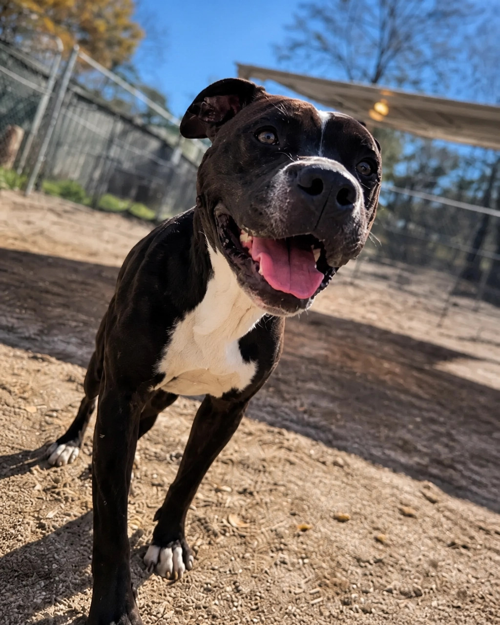 Delilah, the black-and-white dog selected as Fords at the Shore’s official “mutt”
