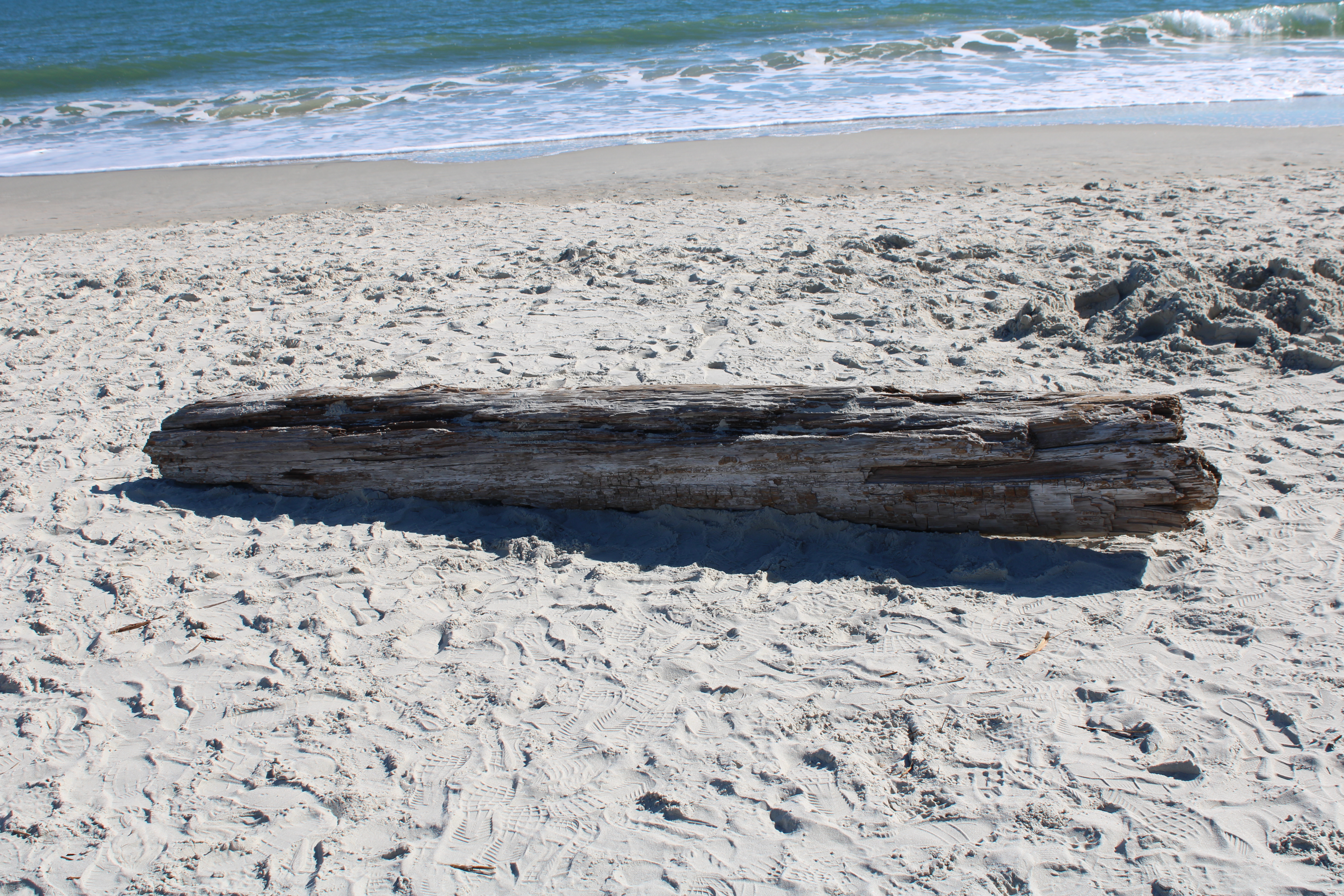 Driftwood at Huntington Beach State Park