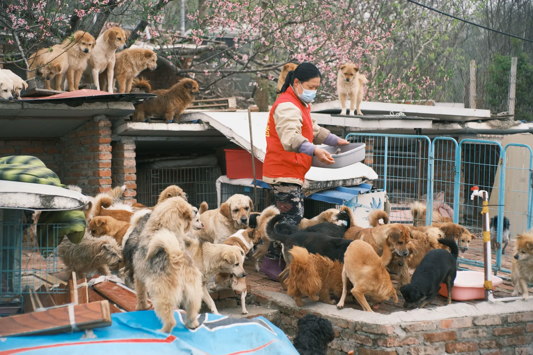 A person caring for animals in a shelter environment