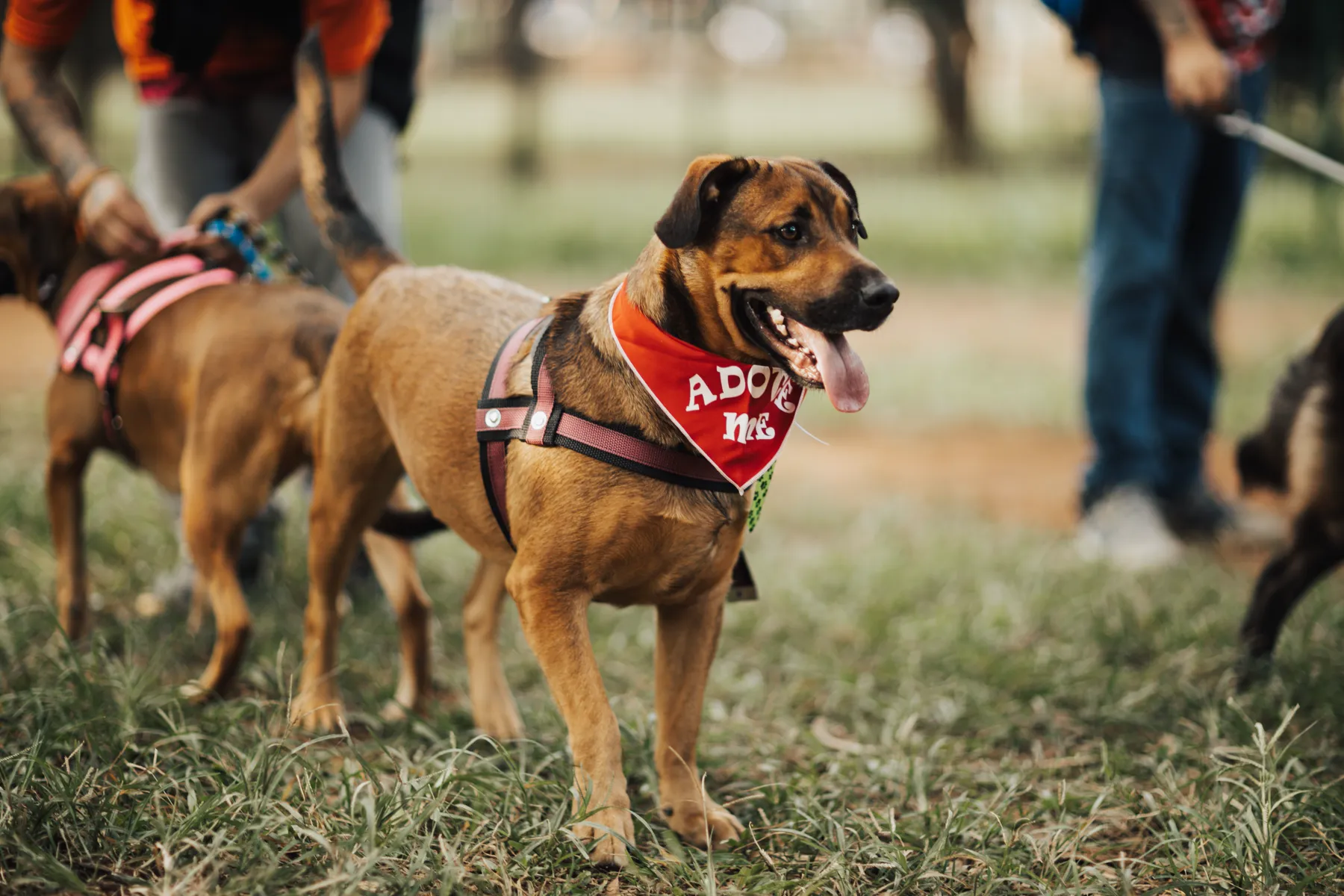 A dog wearing an adoption bandana during a public adoption event