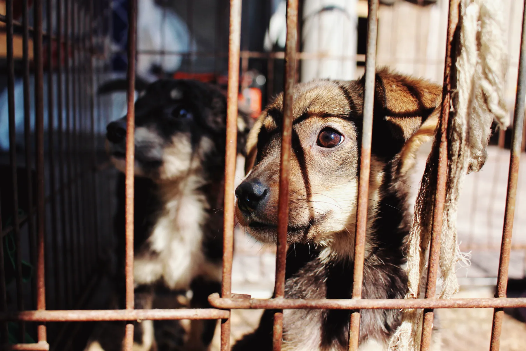 Rescue dogs with a volunteer caregiver