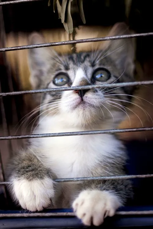 Cat photographed in an animal-care setting