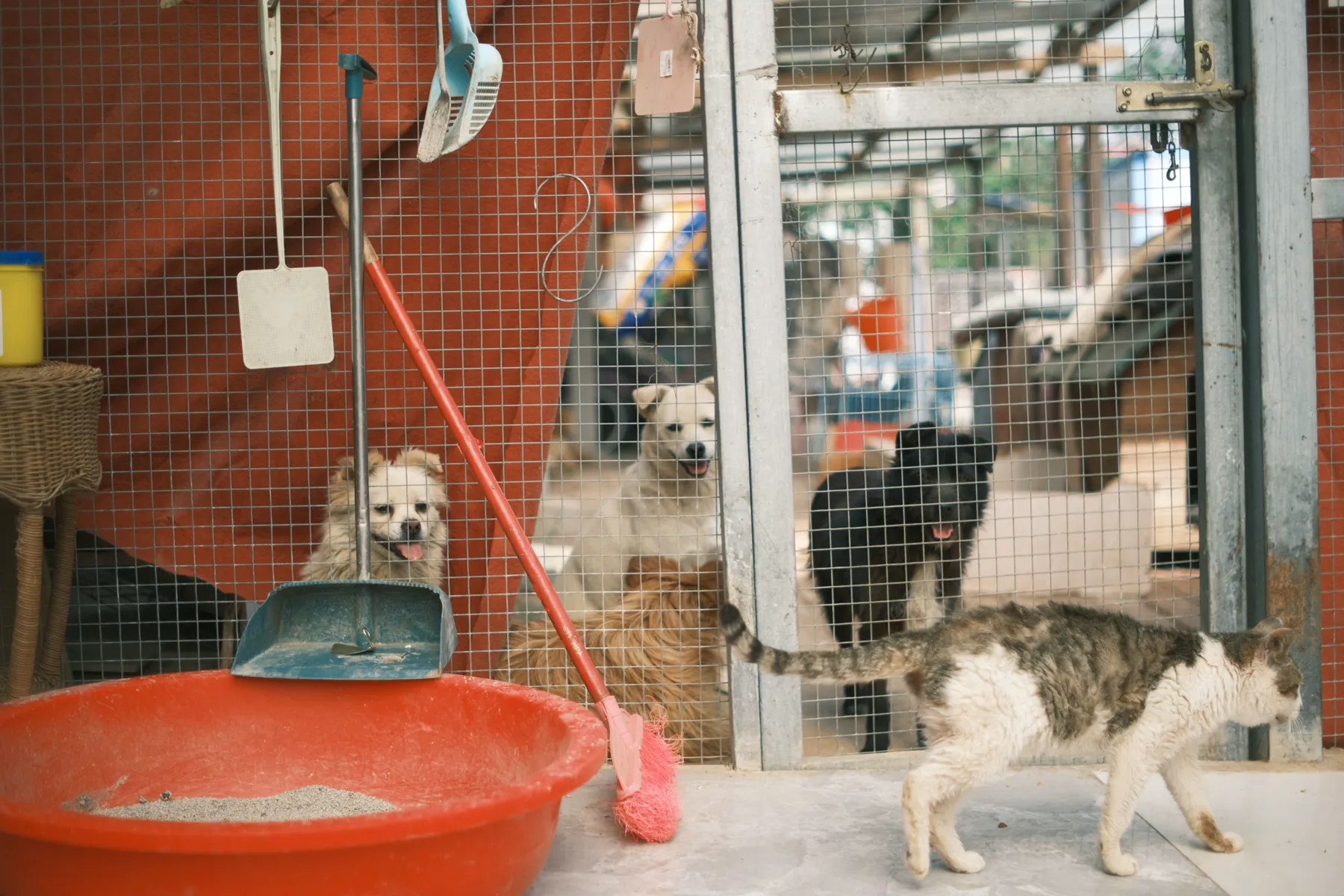 Dogs and a cat together in an animal-care setting