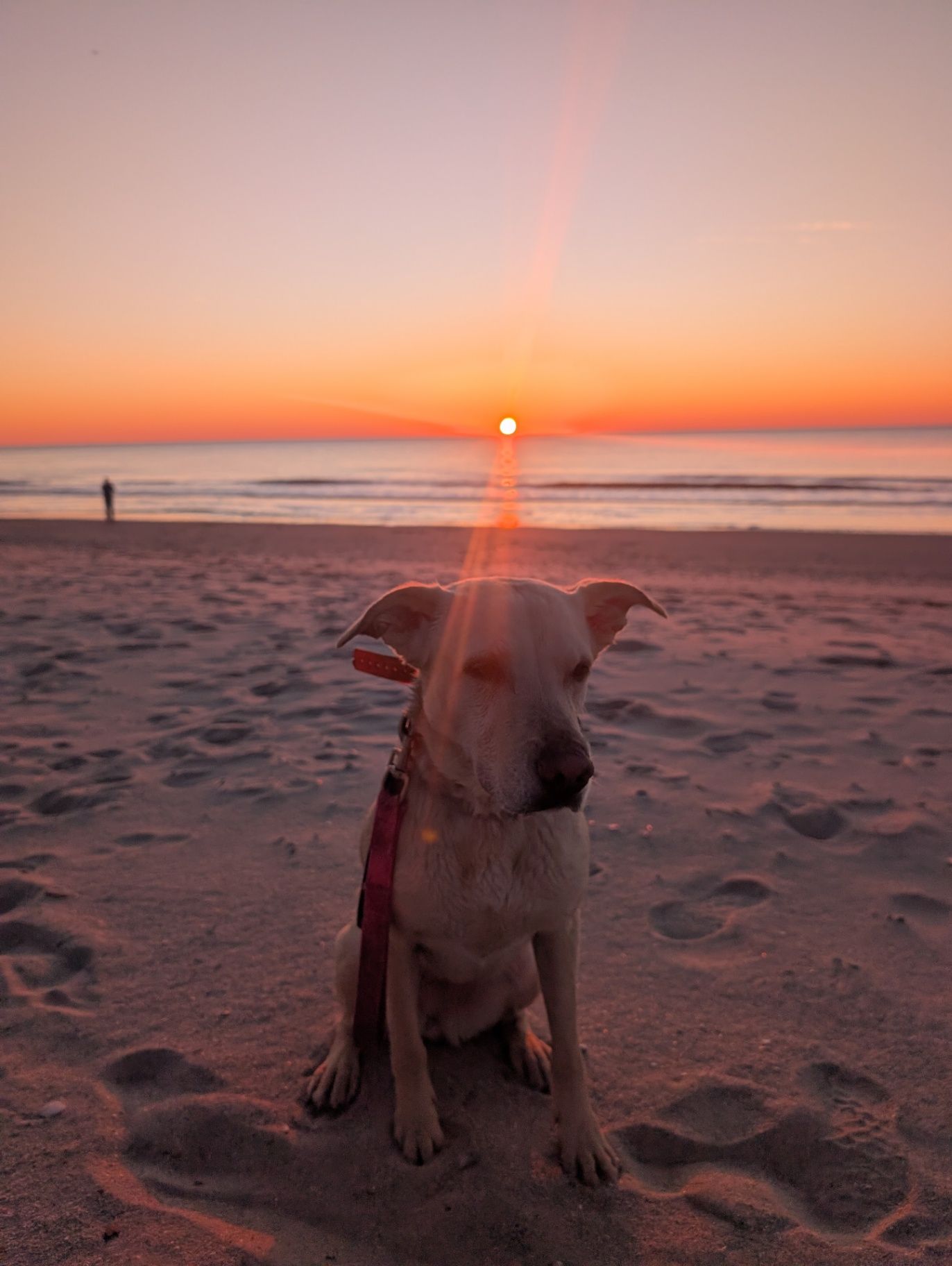 Leashed dog on a quiet generic beach at sunrise